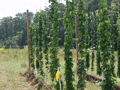 Rows of tall hop vines trained on trellis strings in a grassy field