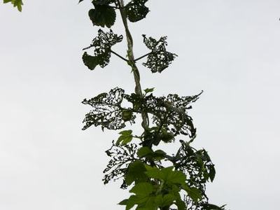 Vine climbing toward diagonal metal chain, many leaves with lace-like insect damage
