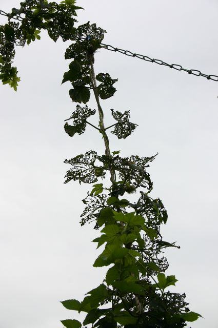 Vine climbing toward diagonal metal chain, many leaves with lace-like insect damage