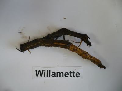 Two dark woody root fragments on white background above label "Willamette"