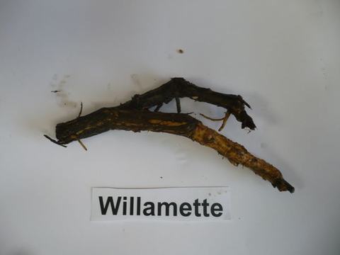 Two dark woody root fragments on white background above label "Willamette"