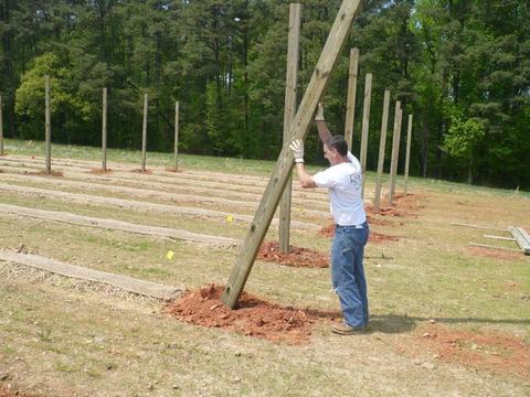 Man lifting a wooden post into a dug hole among rows of posts in a grassy field