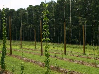 Tall hop vine climbing a trellis pole among planted rows in a grassy field