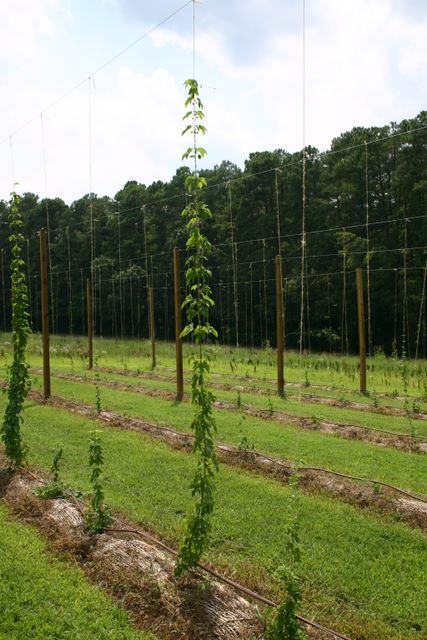 Tall hop vine climbing a trellis pole among planted rows in a grassy field