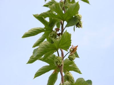 Hop vine stem with green hop cones and leaves against pale sky