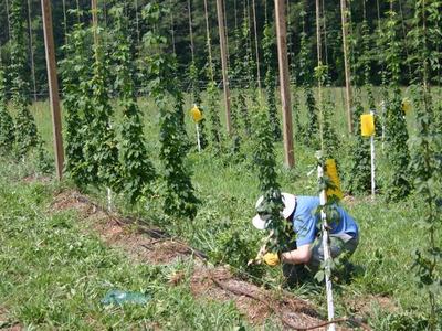 Person crouching to tend a vine among trellised hops in a field