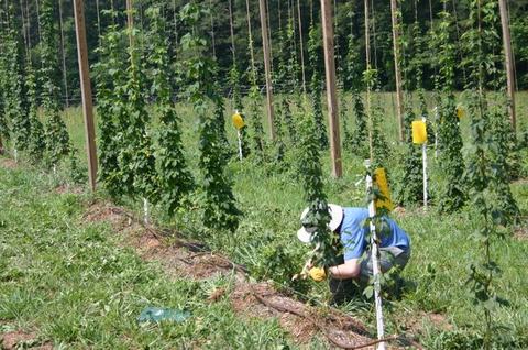 Person crouching to tend a vine among trellised hops in a field