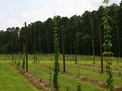 Rows of young hop vines climbing trellis strings between wooden poles in a grassy field