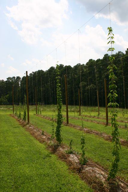 Rows of young hop vines climbing trellis strings between wooden poles in a grassy field