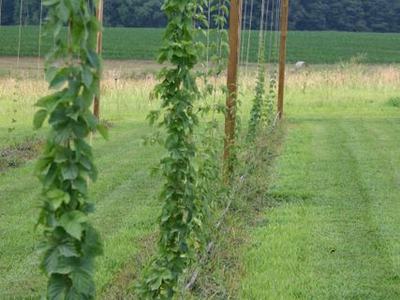Hop vines climbing vertical strings on wooden trellis posts in a grassy field