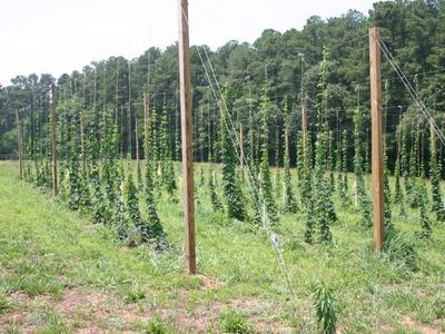 Rows of hop bines climbing strings attached to wooden poles in a field