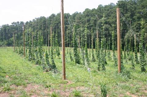 Rows of hop bines climbing strings attached to wooden poles in a field