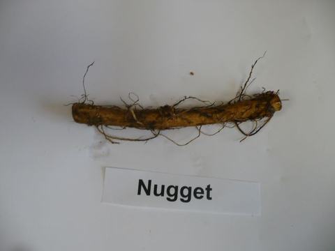 Long brown root with fine side roots on white background, label "Nugget"