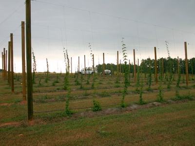 Field of young hop vines climbing tall wooden support poles; trucks in background