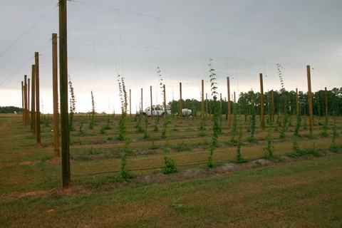Field of young hop vines climbing tall wooden support poles; trucks in background