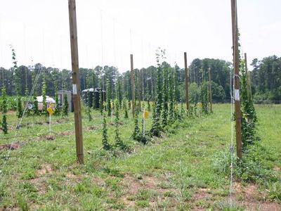 Hop bines climbing vertical trellis poles in rows across a grassy field