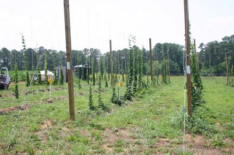 Hop bines climbing vertical trellis poles in rows across a grassy field
