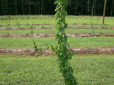 Climbing vine twining up a support string in trellised rows of a field