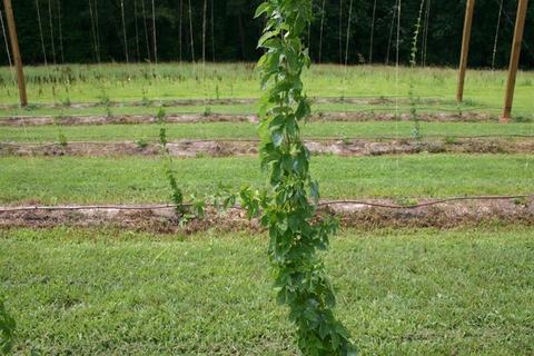 Climbing vine twining up a support string in trellised rows of a field