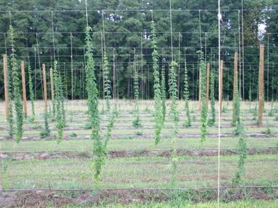 Rows of hop vines trained on trellis poles and wires in a field