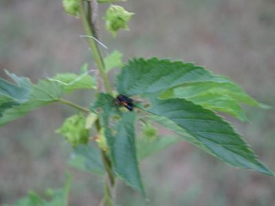 Black-and-yellow insect resting on a green leaf of a plant with small seed pods