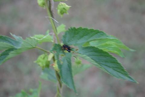 Black-and-yellow insect resting on a green leaf of a plant with small seed pods