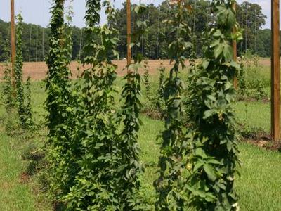 Hop vines climbing vertical strings between wooden poles in a field