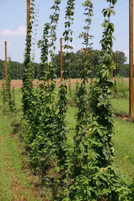 Hop vines climbing vertical strings between wooden poles in a field