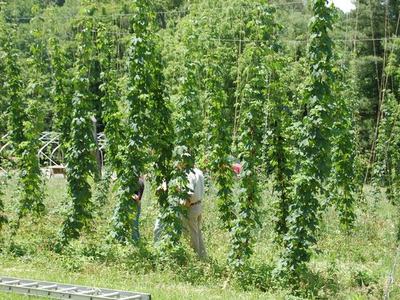 Rows of tall hop vines on trellis lines with two people standing between rows