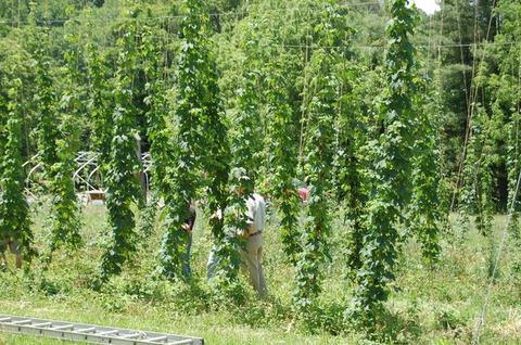 Rows of tall hop vines on trellis lines with two people standing between rows