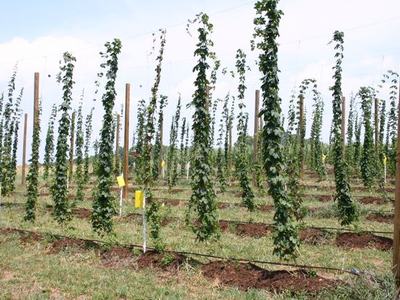 Rows of hop vines trained on tall trellis poles in a field