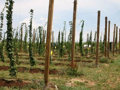 Rows of trellised climbing hop plants on wooden poles in an agricultural field