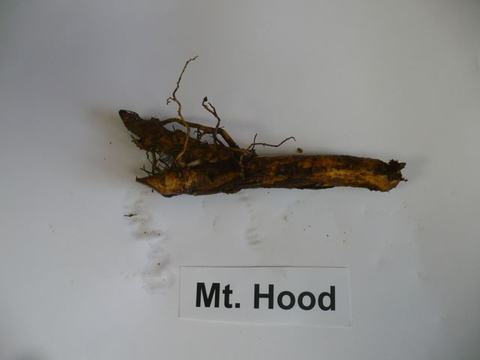 Plant root/rhizome with small lateral roots on white background above label "Mt. Hood"