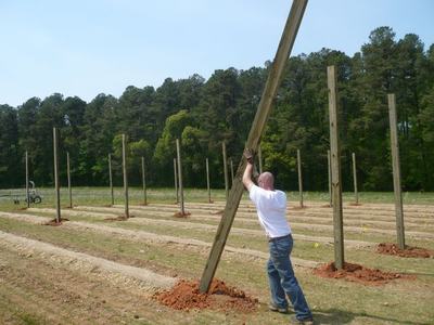 Man raising a wooden post into a dug hole in a field with multiple installed posts