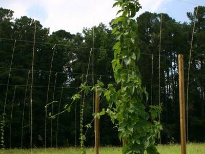 Tall green vine climbing a trellis in a field with wooden posts
