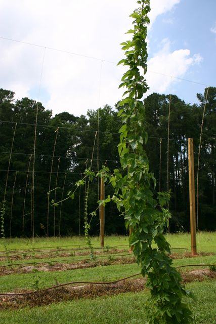 Tall green vine climbing a trellis in a field with wooden posts