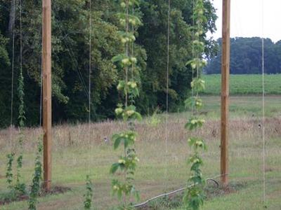 Young hop vines climbing twine between wooden poles in a grassy field