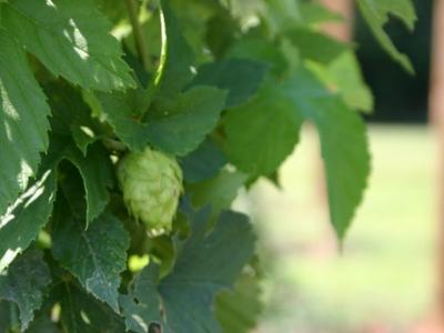 Green hop cone hanging among serrated leaves on a climbing vine
