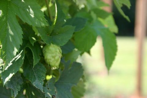 Green hop cone hanging among serrated leaves on a climbing vine