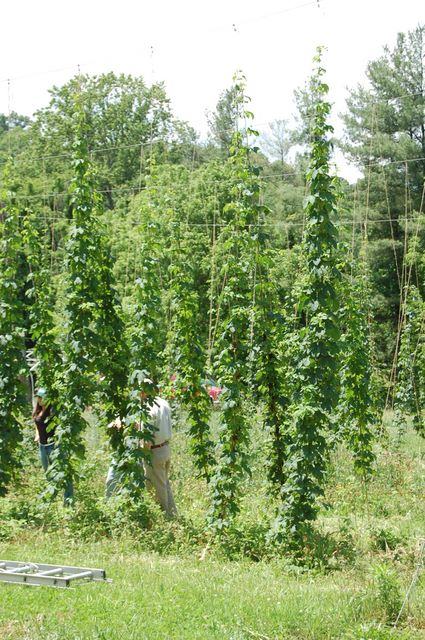 Trellised hop vines climbing vertical strings with partially visible workers