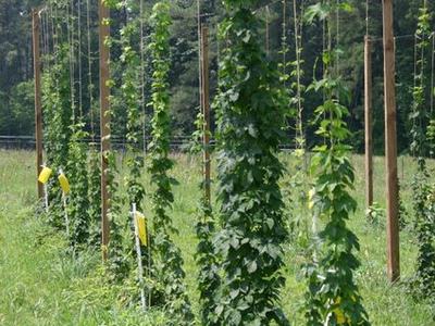 Hop bines climbing vertical strings on wooden poles in an agricultural field
