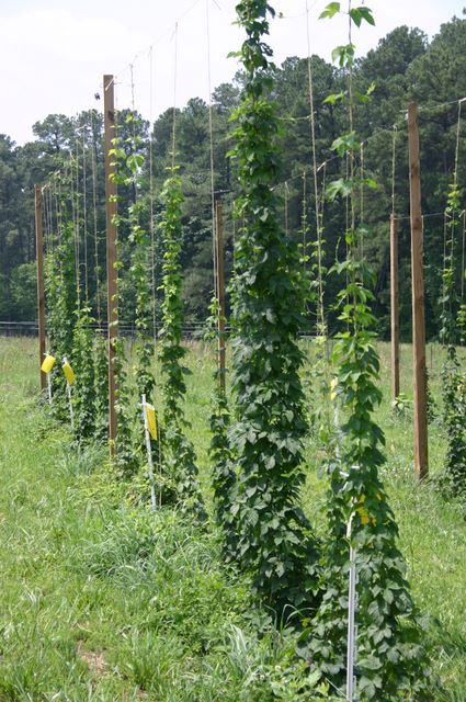 Hop bines climbing vertical strings on wooden poles in an agricultural field