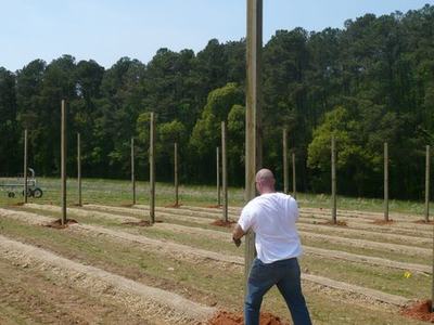Man installing a tall wooden post in a field with rows of planted mounds.