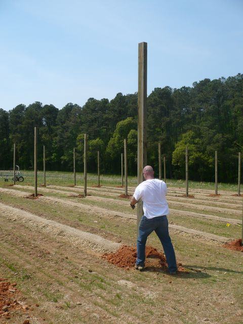 Man installing a tall wooden post in a field with rows of planted mounds.