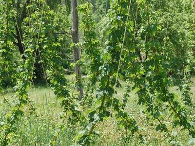 Hop vines climbing vertical supports in a grassy field with trees in background