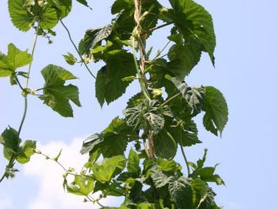 Climbing green vine with heart-shaped leaves twining upward against blue sky