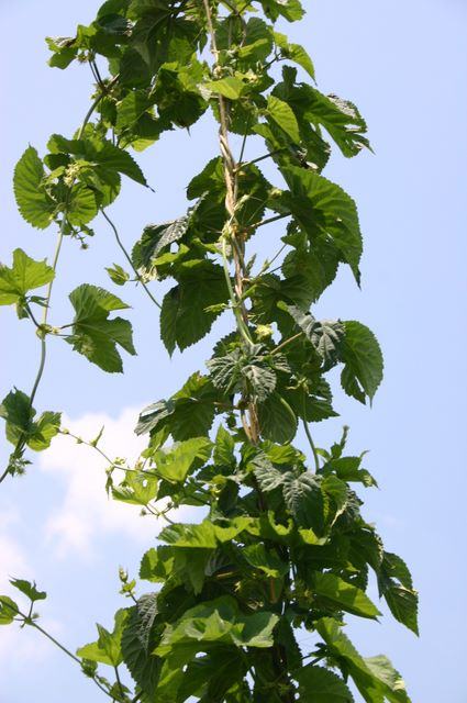 Climbing green vine with heart-shaped leaves twining upward against blue sky