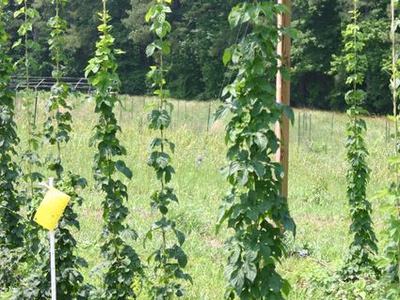 Hop bines climbing vertical strings on poles in a grassy field with yellow trap
