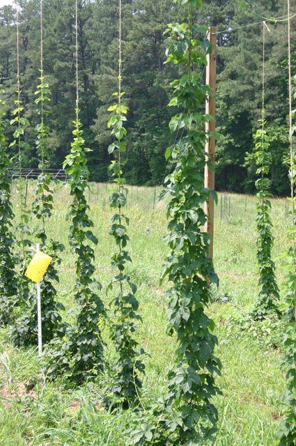 Hop bines climbing vertical strings on poles in a grassy field with yellow trap