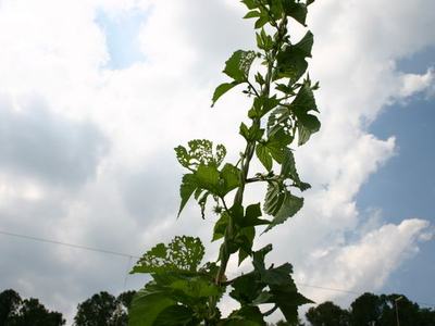 Tall vine with chewed leaves climbing upward against a cloudy sky